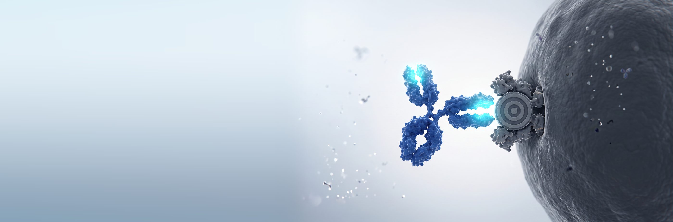 An antibody binding its target on a cell surface